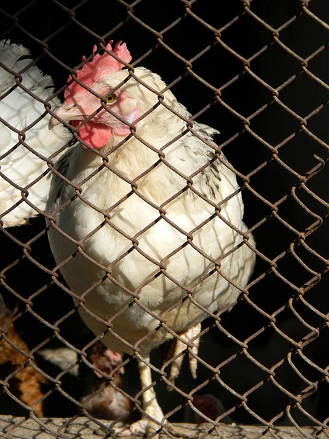 职业生涯的 职业生涯的