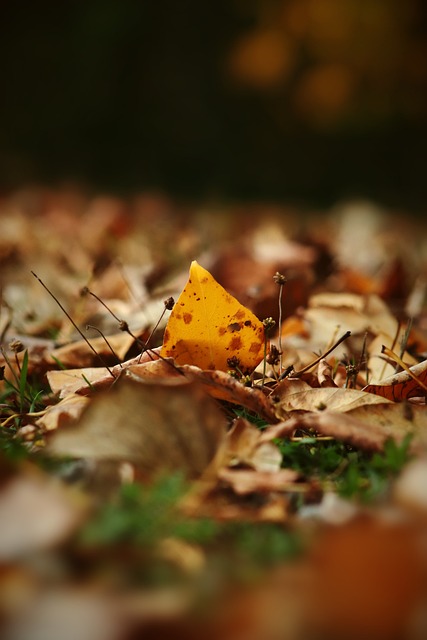 以著名的羽 以著名的羽