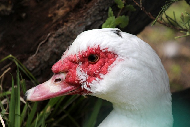 何去何从的 何去何从的